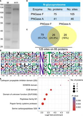 H11-induced immunoprotection is predominantly linked to N-glycan moieties during Haemonchus contortus infection